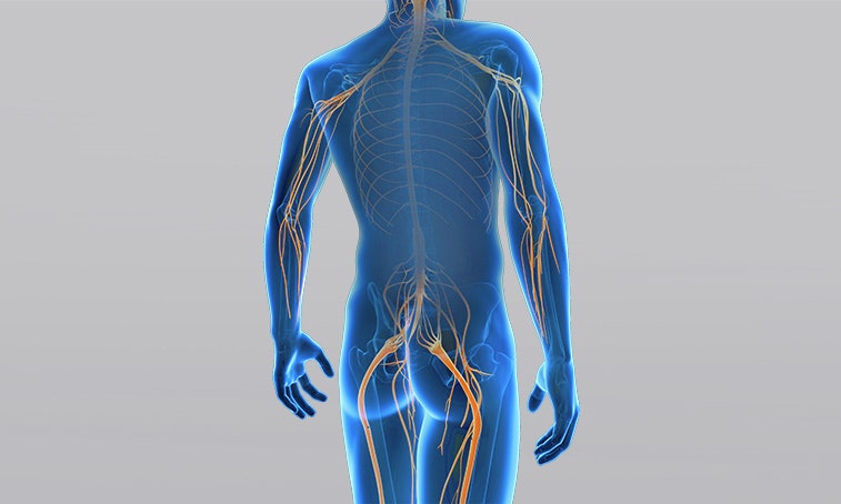 What is a peripheral plegia? What is a peripheral plegia?